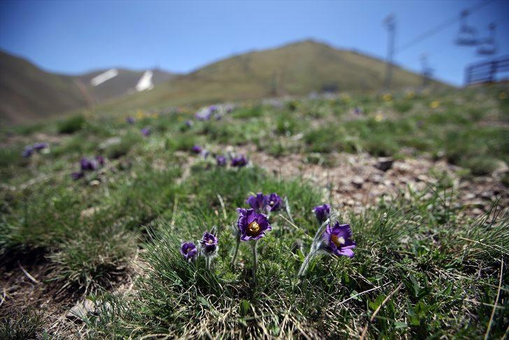 Palandöken Dağı mor ters lalelerle renklendi G3