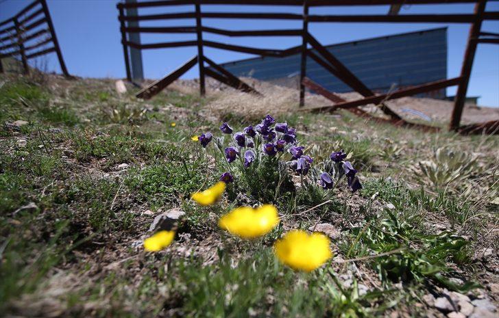 Palandöken Dağı mor ters lalelerle renklendi G4