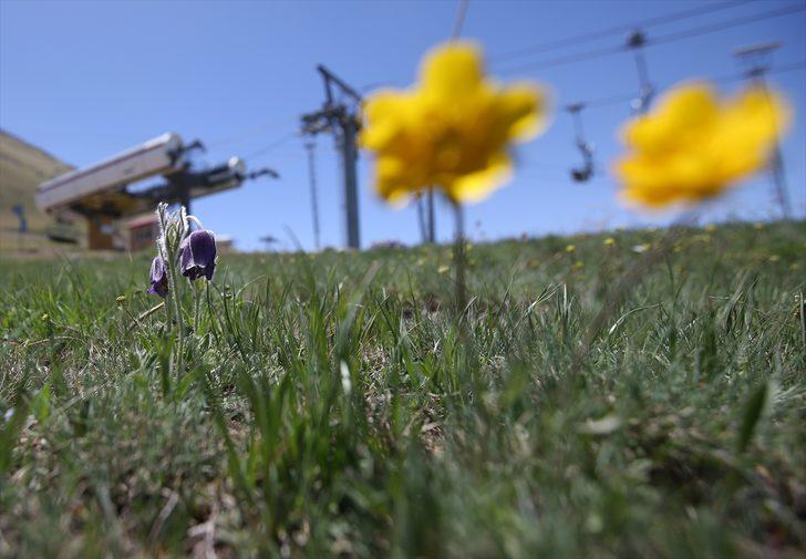 Palandöken Dağı mor ters lalelerle renklendi G5
