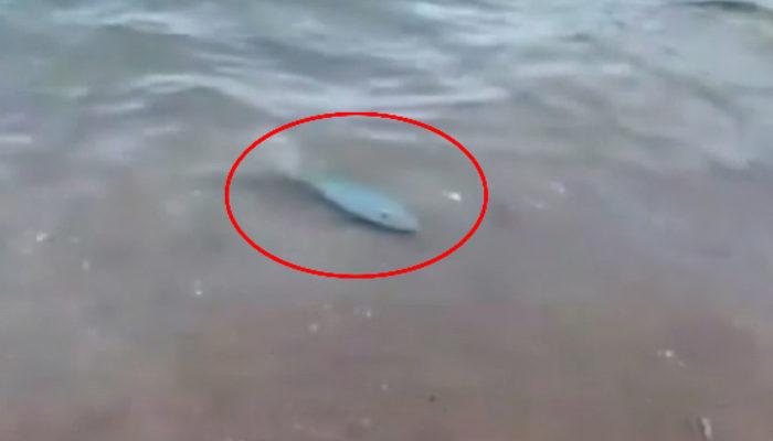Antalya sahilinde görülen balon balığı paniğe neden oldu: Çok tehlikeli, yaklaşmayın