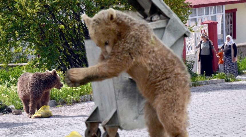 Kars'ta mahalleye inen bozayı şaşkınlık yarattı: Genelde geceleri geliyor