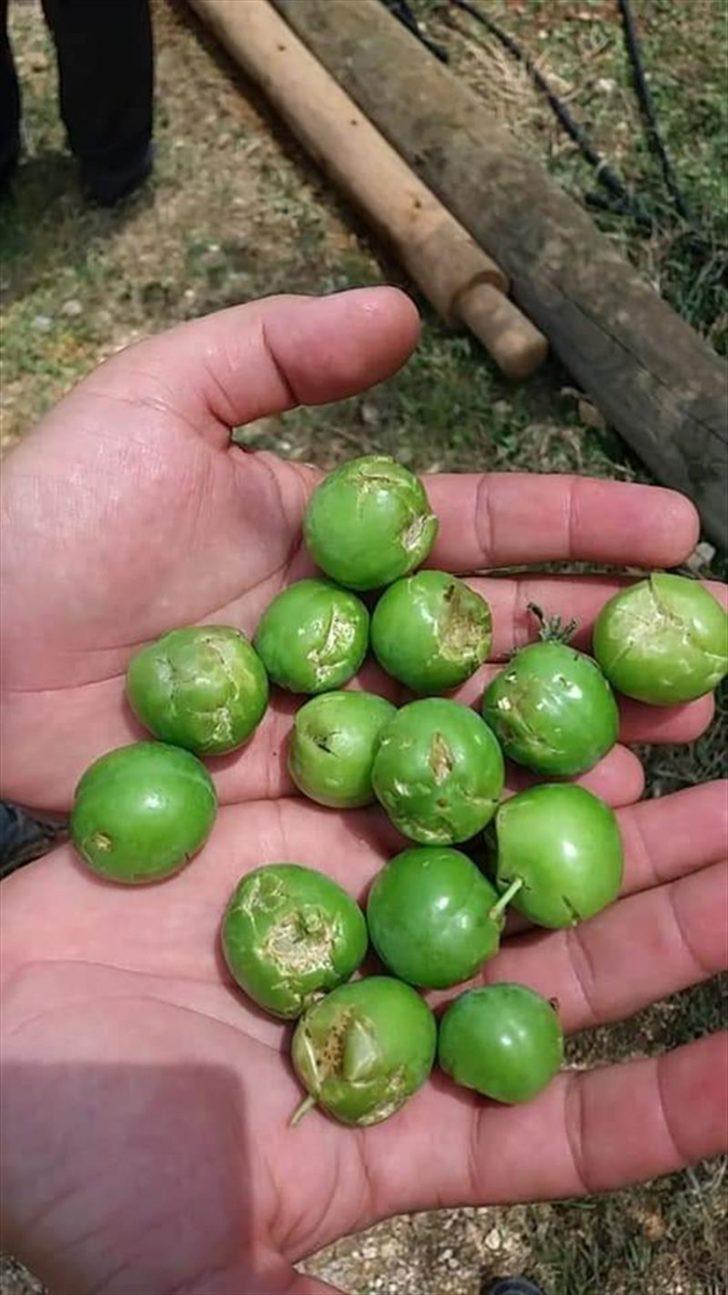 Mersin'de dolunun zarar verdiği tarım arazilerinde hasar tespiti yapılıyor G1