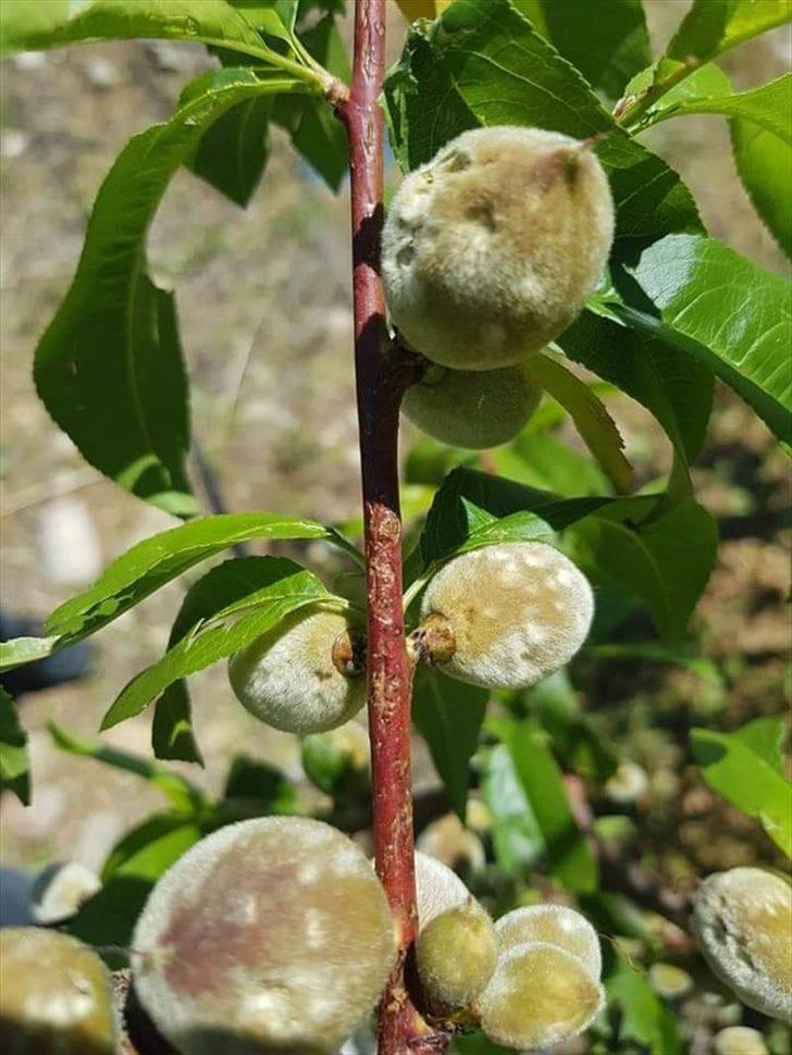 Mersin'de dolunun zarar verdiği tarım arazilerinde hasar tespiti yapılıyor G3