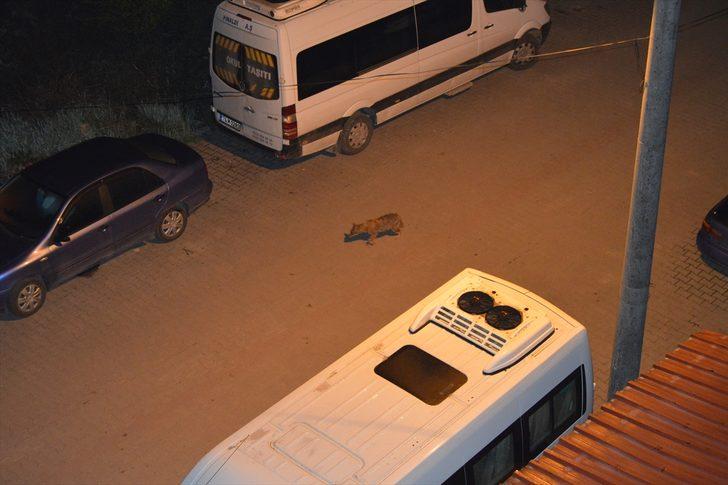 Bartın'da mahalleye inen çakalları vatandaşlar besliyor G1