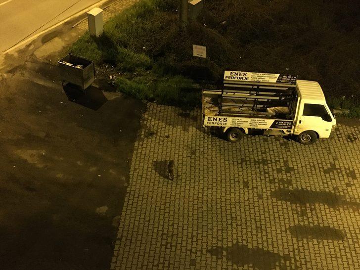 Bartın'da mahalleye inen çakalları vatandaşlar besliyor G2