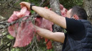 'Ayılar köylere inmesin’ diye ormana ‘sakatat’ bırakıyorlar