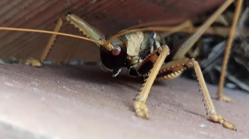 20 santimetre uzunluğunda! Dev çekirgeyi gören şaşkına döndü