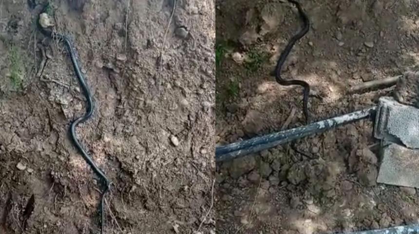 Diyarbakır&rsquo;da dev yılan paniği