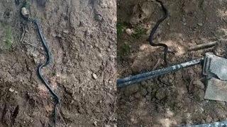 Diyarbakır’da dev yılan paniği