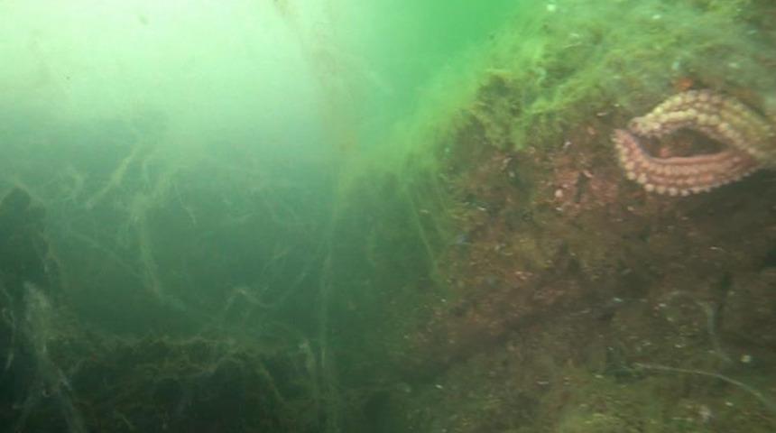 Deniz salyası, Marmara Denizi'ni esir aldı: Dipte göz gözü görmüyor