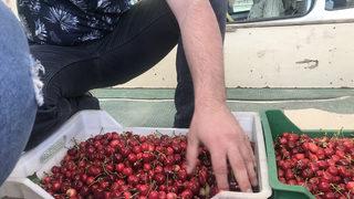 Sezonun ilk kirazları ’Açık artırma’ ile satıldı