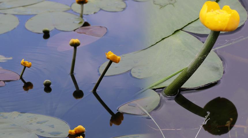 Bolu'daki nilüfer çiçeklerini koparan yandı! İşte cezası