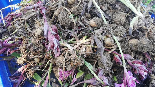 Bahçesinde fındıkla birlikte kilosu 150 liraya çıkan salep üretiyor