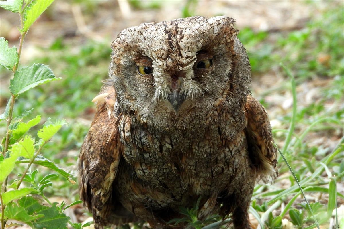 Iğdır'da yaralı bulunan İshak kuşu tedavi edilip doğaya salındı