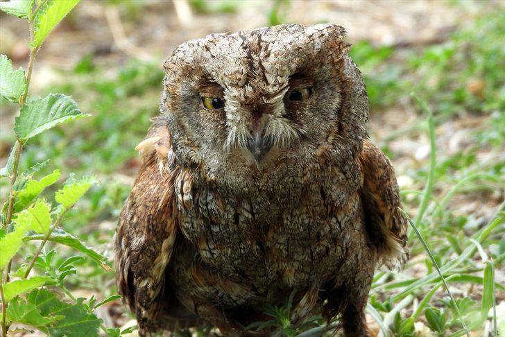 Iğdır'da yaralı bulunan İshak kuşu tedavi edilip doğaya salındı G1