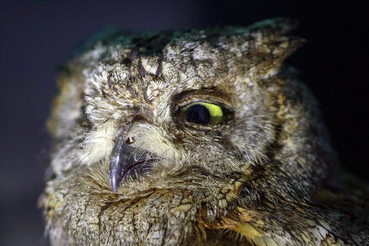 Iğdır'da yaralı bulunan İshak kuşu tedavi edilip doğaya salındı G2