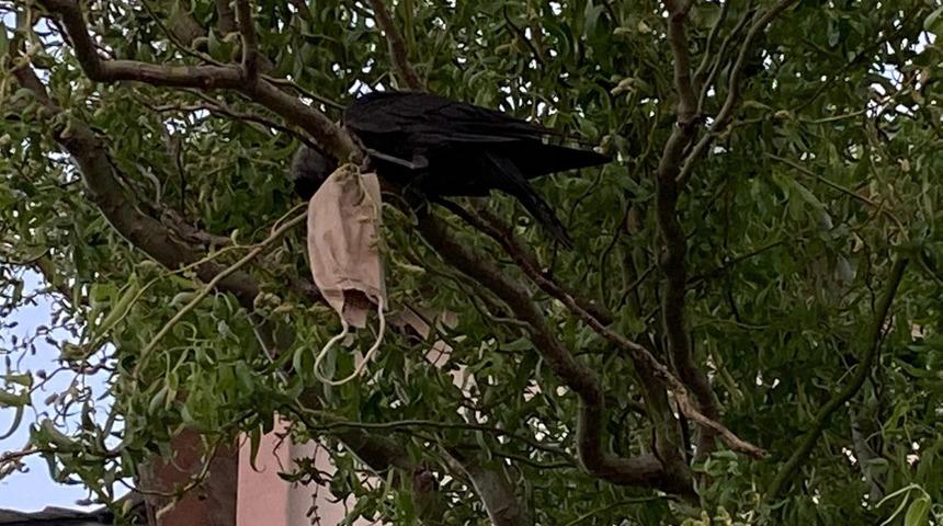 Boynuna maske dolanan karga kurtarıldı