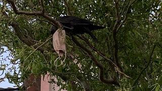 Boynuna maske dolanan karga kurtarıldı