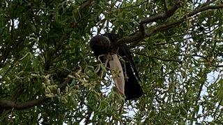 Boynuna maske dolanan kargayı itfaiye ekipleri kurtardı: Boğuluyordu