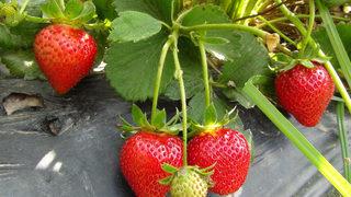 Hobi olarak çilek üretmeye başlayan itfaiyeci talebe yetişemiyor