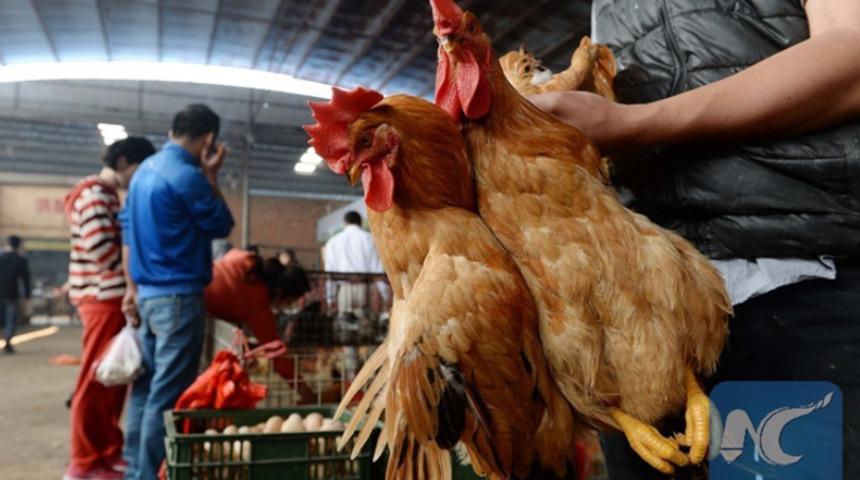 Çin'de korkutan olay! İlk kez bir insana H10N3 kuş gribi tanısı kondu