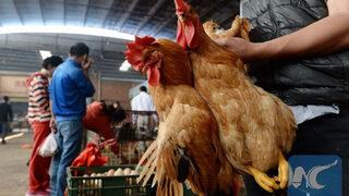 Çin'de korkutan olay! İlk kez bir insana H10N3 kuş gribi tanısı kondu