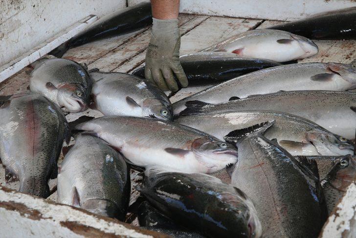 Ordu'da kafes balıkçılığından yılın ilk 6 ayında 110 milyon lira gelir elde edilmesi hedefleniyor G1