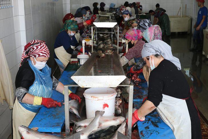 Ordu'da kafes balıkçılığından yılın ilk 6 ayında 110 milyon lira gelir elde edilmesi hedefleniyor G4