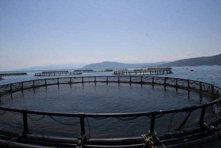 Ordu'da kafes balıkçılığından yılın ilk 6 ayında 110 milyon lira gelir elde edilmesi hedefleniyor G5