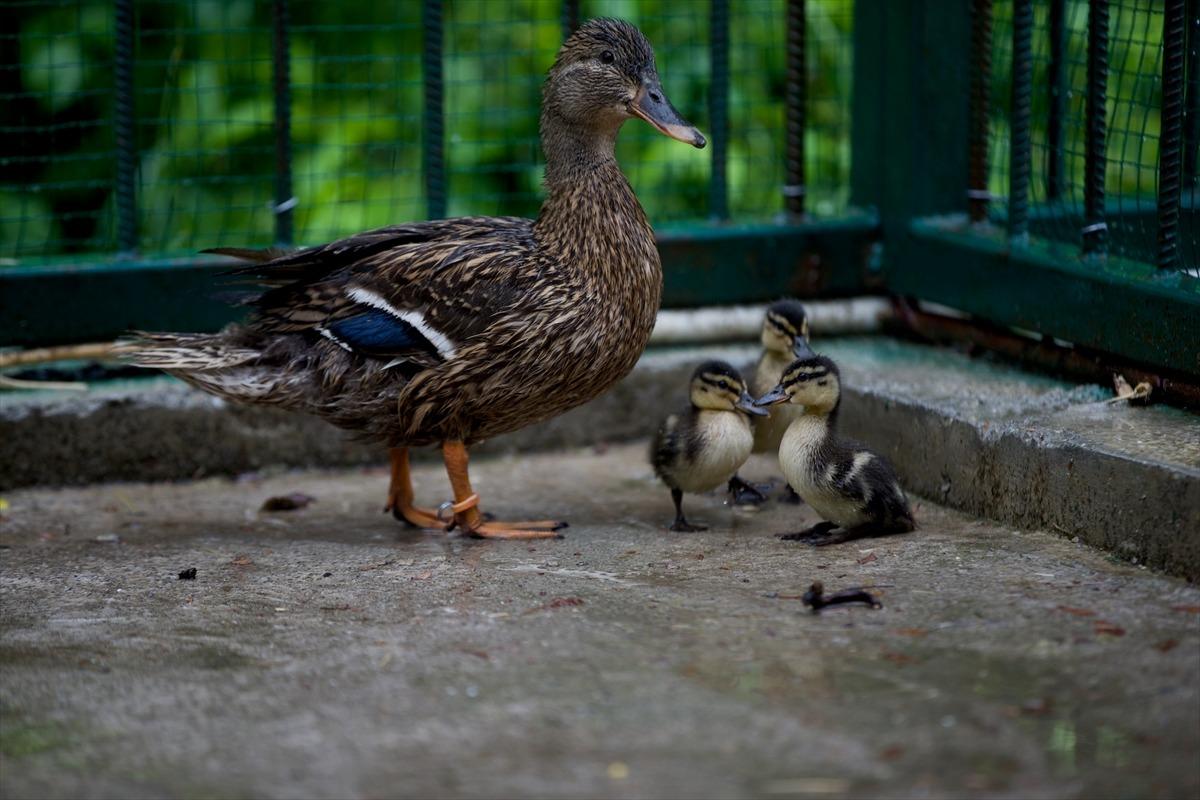 D&uuml;zce'de tedavi altındaki yeşilbaş &ouml;rdeğin d&uuml;nyaya getirdiği 3 yavru ilgi odağı oldu