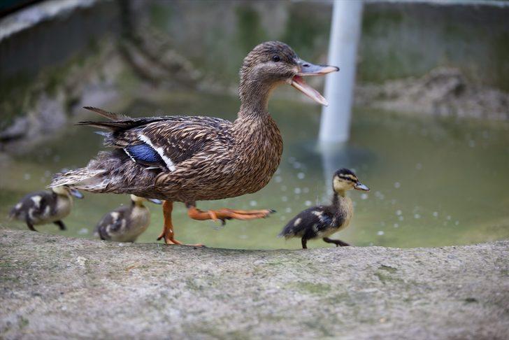 Düzce'de tedavi altındaki yeşilbaş ördeğin dünyaya getirdiği 3 yavru ilgi odağı oldu G2