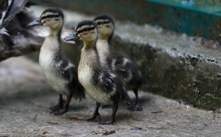 Düzce'de tedavi altındaki yeşilbaş ördeğin dünyaya getirdiği 3 yavru ilgi odağı oldu G3