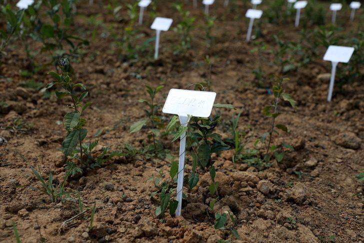 Recep Tayyip Erdoğan Üniversitesi tarafından "Çay Gen Havuzu" oluşturulması çalışmaları