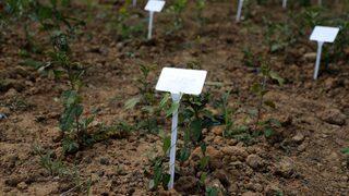 Gen havuzu çalışmalarıyla Türk çayının geleceği korunuyor
