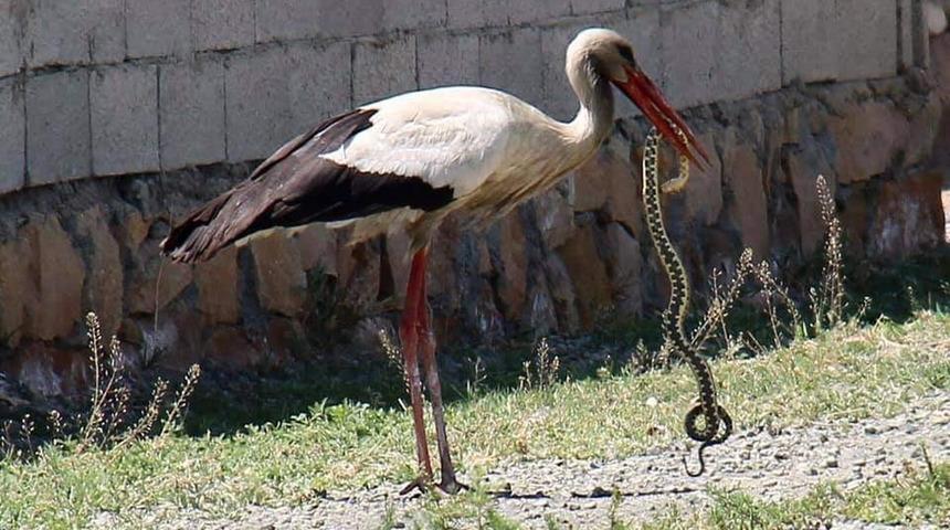 Iğdır'da fotoğraflandı! Leylek, yılanı böyle avladı