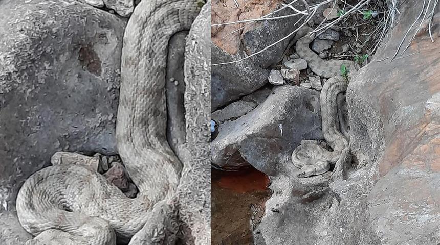 En zehirli türler arasında yer alıyor! Sivas'ta görüldü