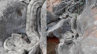 En zehirli türler arasında yer alıyor! Sivas'ta görüldü