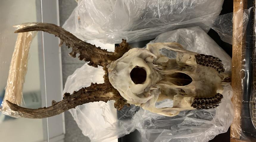 Türkiye’den Almanya’ya geyik kafatası götüren yolcuya para cezası