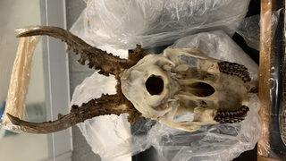 Türkiye’den Almanya’ya geyik kafatası götüren yolcuya para cezası