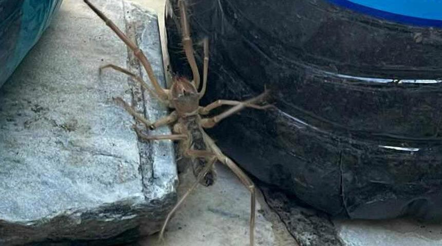 Et yiyen örümcek paniği! Muğla'da görüldü