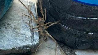 Et yiyen örümcek paniği! Muğla'da görüldü