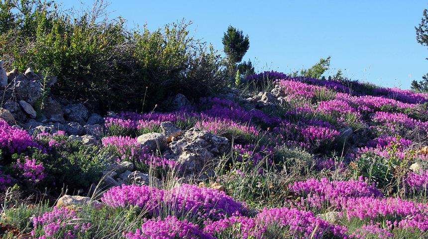 24 yıl sonra 'Karaman Kayagülü'nün yeni popülasyonu bulundu! Koparana 80 bin lira ceza