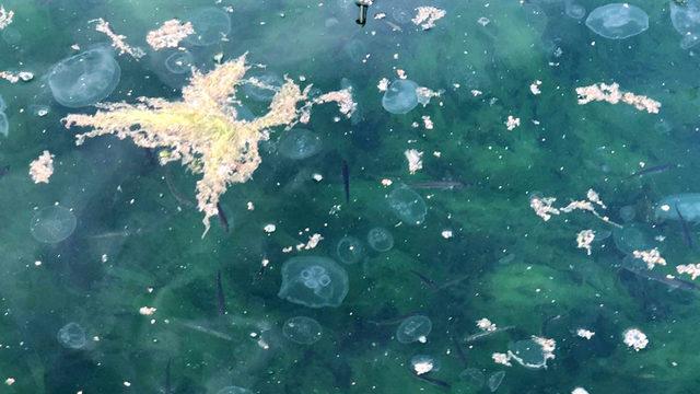 Deniz salyası tehlikesi büyüyor! Marmara, ölü deniz haline geldi