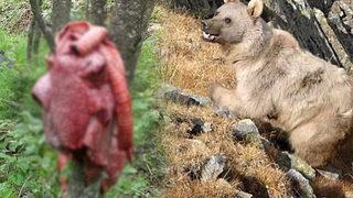 Doğu Karadeniz için 'ayı' popülasyonu uyarısı: Faciayla sonlanabilir