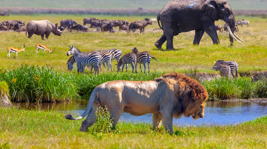 Vahşi aslanlarla birlikte yaşayan Munda kabilesi ölmemek için maske takıyor