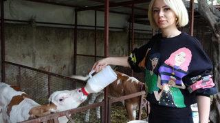Spikerliği bıraktı hayvancılığa başladı! 