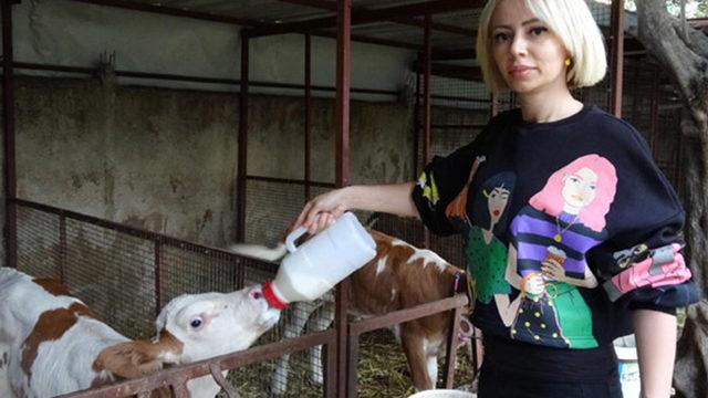 Spikerliği bıraktı hayvancılığa başladı! 