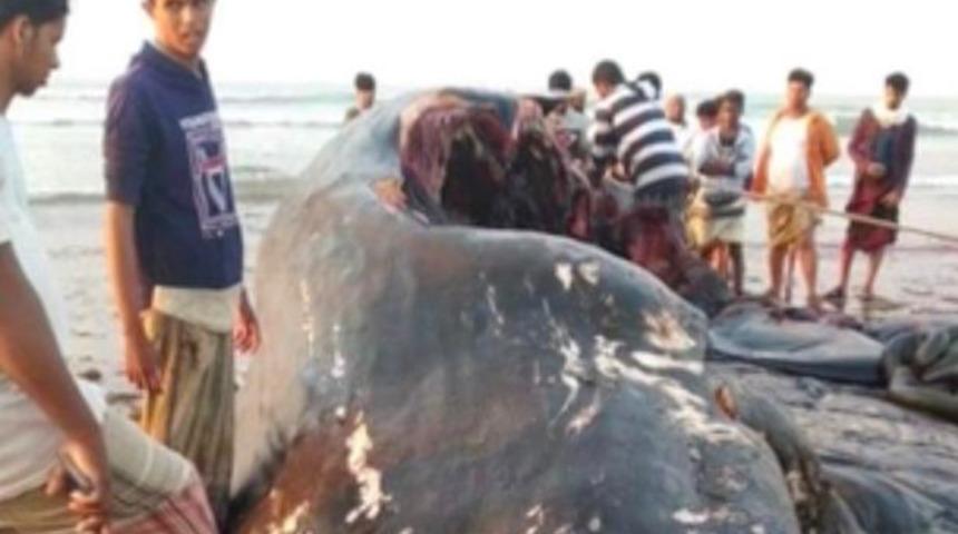 Yoksulluktan kurtaran kusmuk! Yemenli balıkçıları milyoner yapan keşif