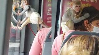 İstanbul'da İETT otobüsüne binen maymun ilgi odağı oldu