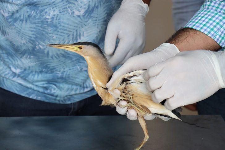 Kilis'te yaralı bulunan balaban tedavi altına alındı G1